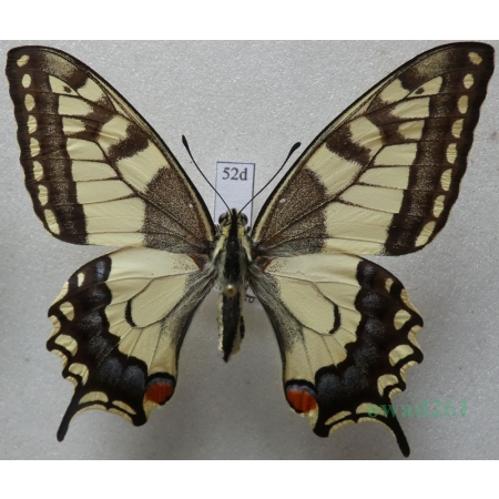 Papilio machaon Linnaeus, 1758 Paź królowej Czech 64mm52d
